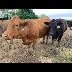 Meet your Posher, Kayela